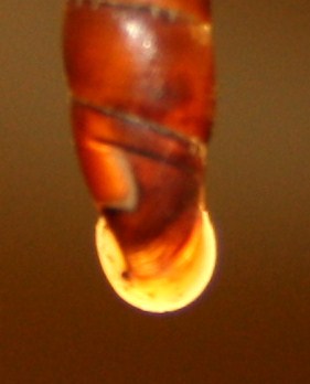 Clausiliidae da identificare